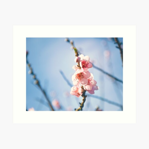 Cherry Blossom Art Print