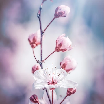 Artwork thumbnail, Delicate Spring by Philippe Sainte-Laudy
