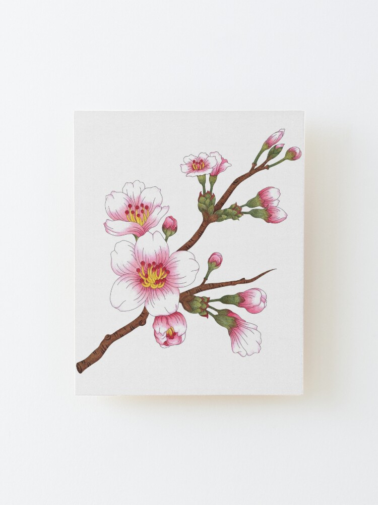 Cherry Blossom (Japanese: 桜 Sakura - mono no aware) | Mounted Print