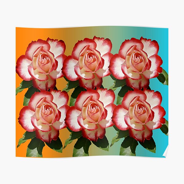 Decoración: Rosa Blanca Rosa Roja | Redbubble