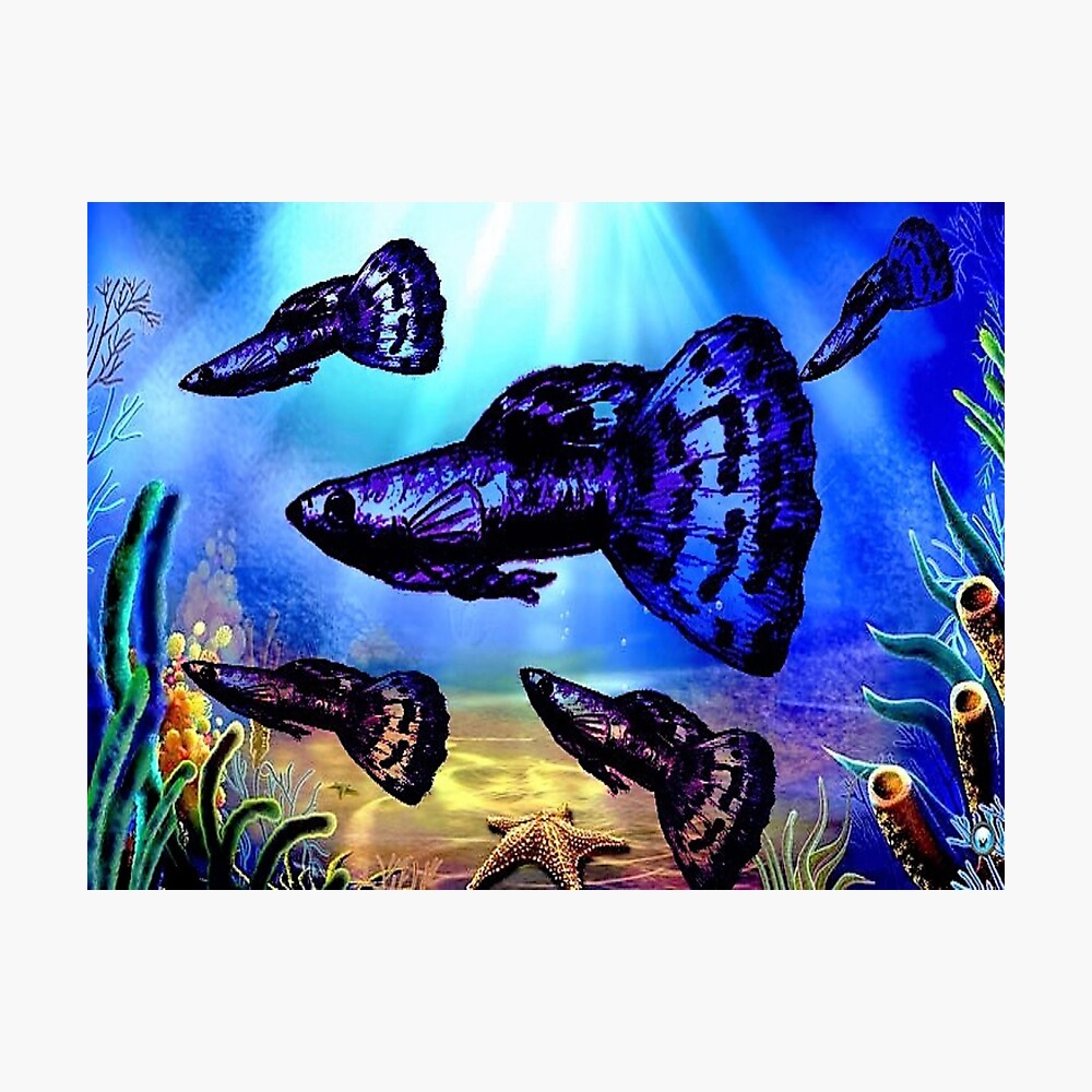 Blue Purple Dragon Fancy Guppy Poster By Sermani Redbubble