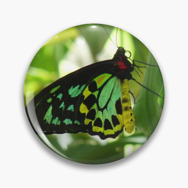 Item preview, Cairns Birdwing Butterfly  designed and sold by TropicalFronds.