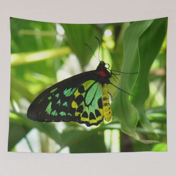Item preview, Cairns Birdwing Butterfly  designed and sold by TropicalFronds.