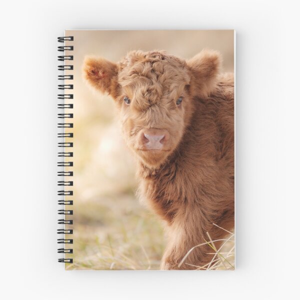 Item preview, Baby Scottish Highlander Photo | Animal Photography | Fluffy Scottish Highland Calf designed and sold by Melissa Peltenburg.