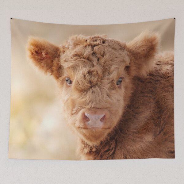 Item preview, Baby Scottish Highlander Photo | Animal Photography | Fluffy Scottish Highland Calf designed and sold by Melissa Peltenburg.