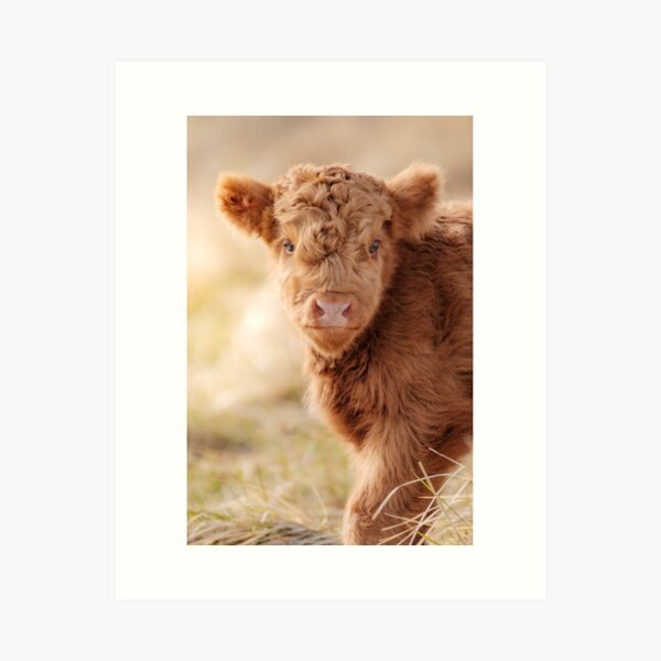 Baby Scottish Highlander Photo | Animal Photography | Fluffy Scottish Highland Calf Art Print
