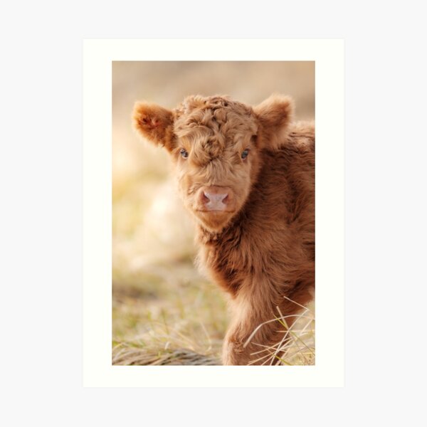 Baby Scottish Highlander Photo | Animal Photography | Fluffy Scottish Highland Calf Art Print