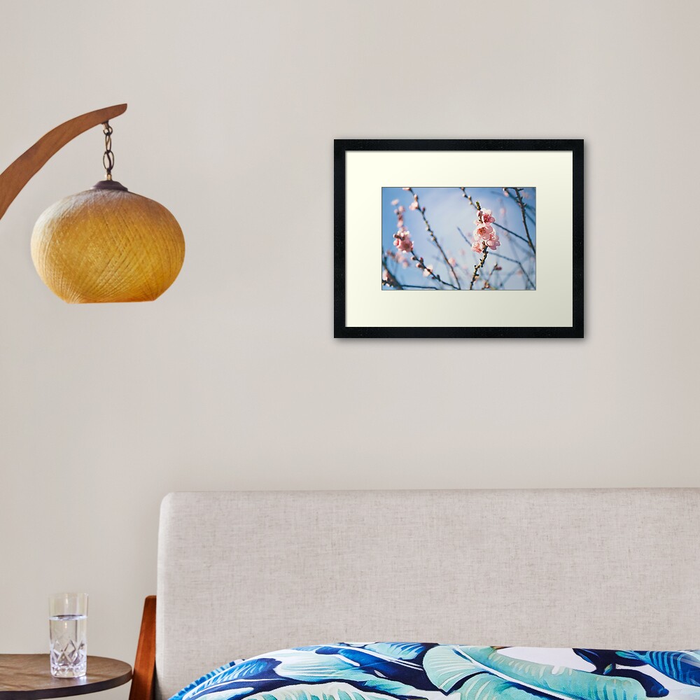 Cherry Blossom Framed Art Print