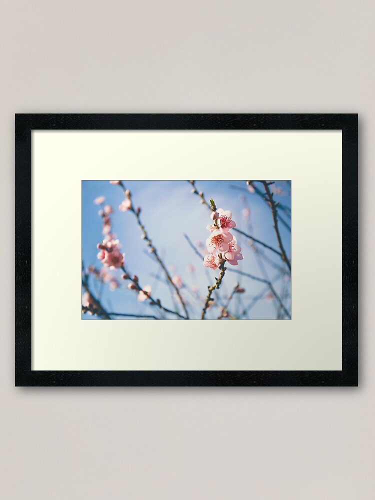 Alternate view of Cherry Blossom Framed Art Print