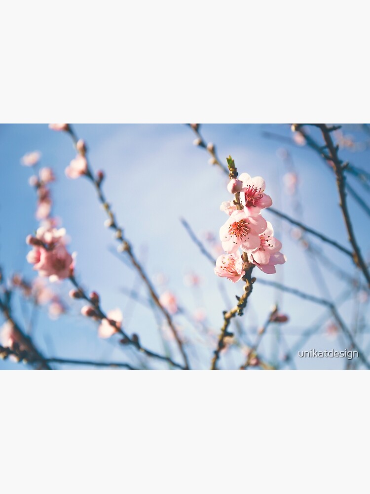 Cherry Blossom by unikatdesign