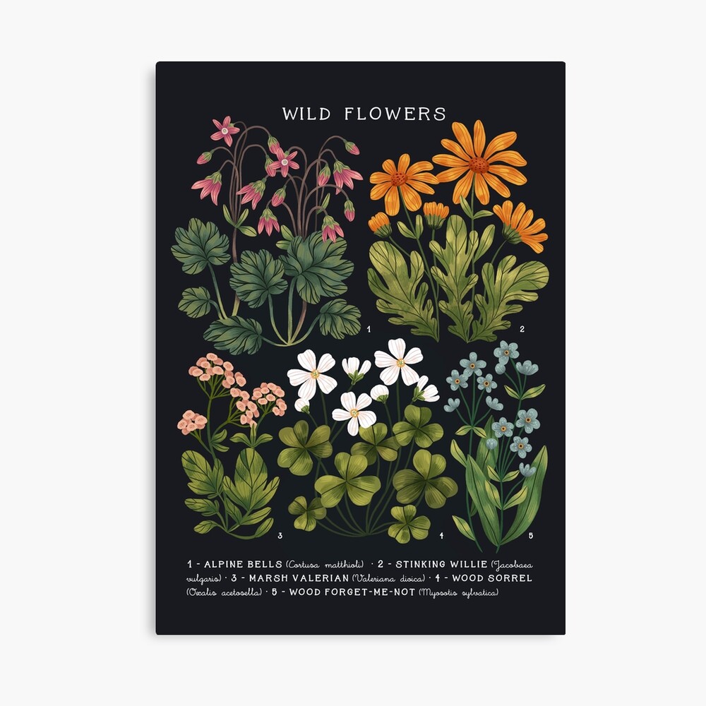 botanical swag wild flowerＡ 9781611808018.jpg