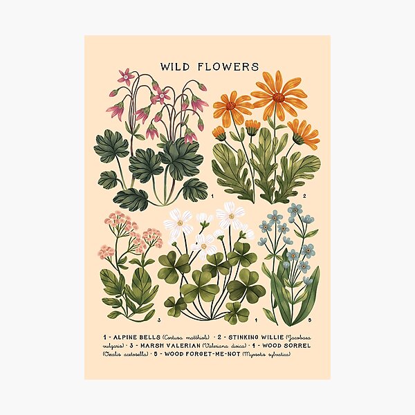 Item preview, Wild Flowers vol.4 Bright designed and sold by izptica.