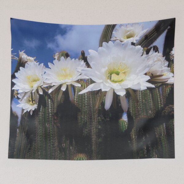 Item preview, Cacti Flowers at Mount Gambier South Australia designed and sold by Heatherian.