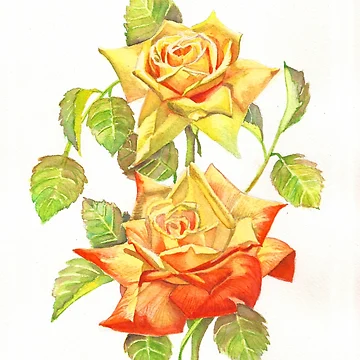 Artwork thumbnail, Two Yellow Roses by Mrunalini Gaikwad