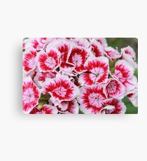 Pinks Canvas Print