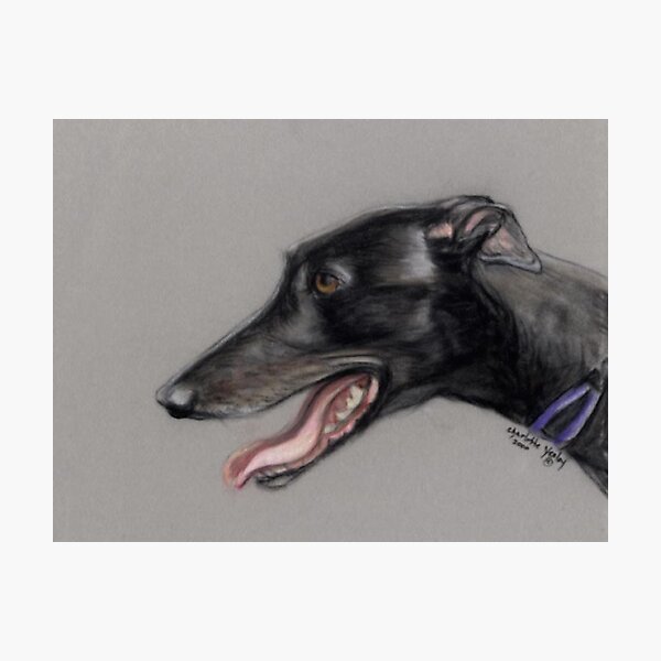 Black Greyhound Profile Photographic Print