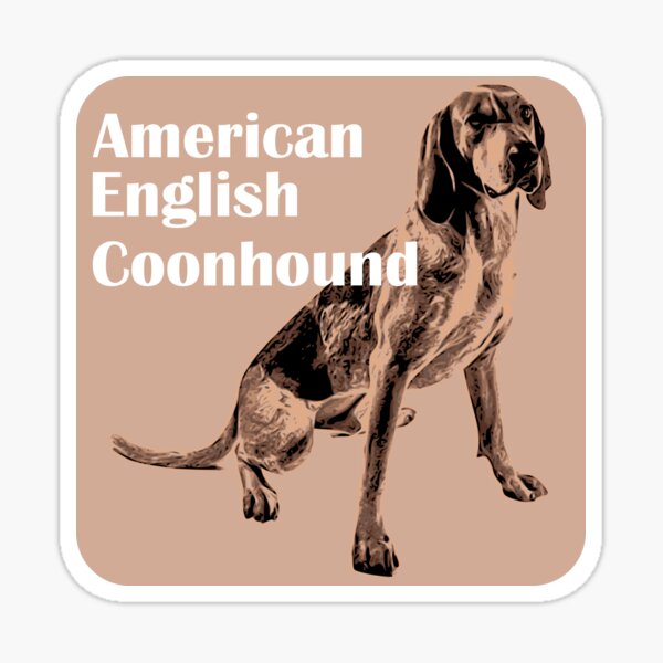 English coonhounds 2024 for sale