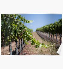 Vines Poster