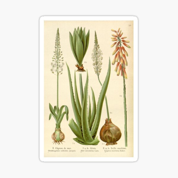Item preview, vintage botanical designed and sold by Txxmstore.