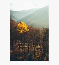 Loner Photographic Print