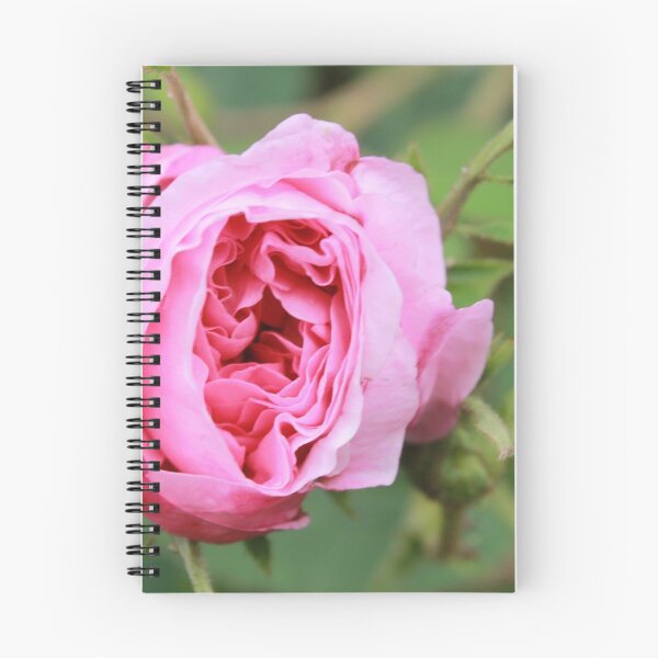 Item preview, Pink Rose designed and sold by rualexa.