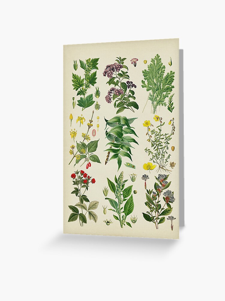 Vintage Postcards, Wildflowers - FLAX art & design