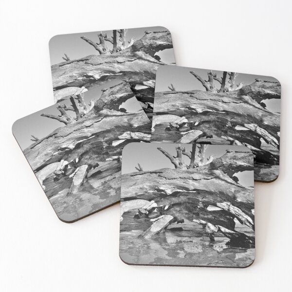Item preview, Driftwood Cave Jekyll Island Georgia Blanco y negro designed and sold by LisaWootenPhoto.