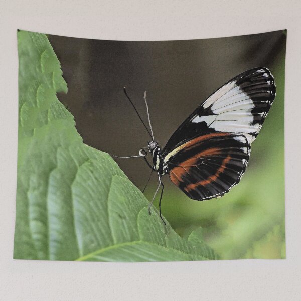 Item preview, Finition  2021 / r2786/   8 "  La Beauté du Papillon Légendaire "   aout 2017 - (h) Olavia-Olao Okaio Créations  designed and sold by o.okaïo.
