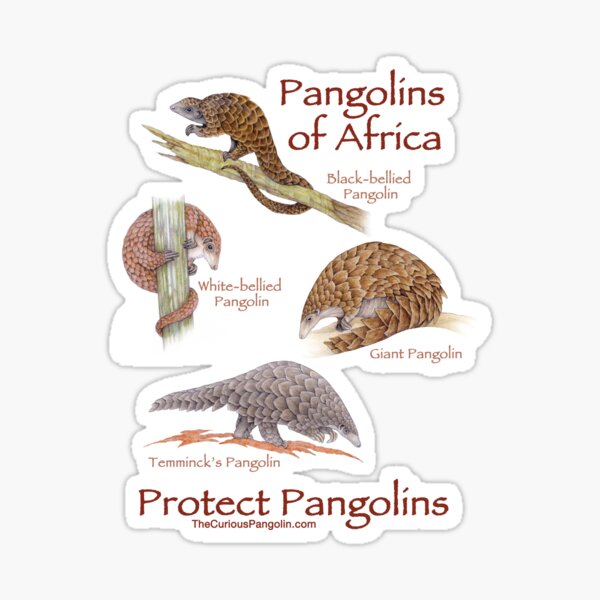 Pangolins of Africa Sticker