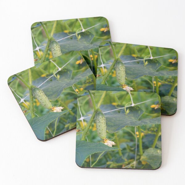 Item preview, Organic cultivation of small gherkins on the vine designed and sold by Mahirov Shop.