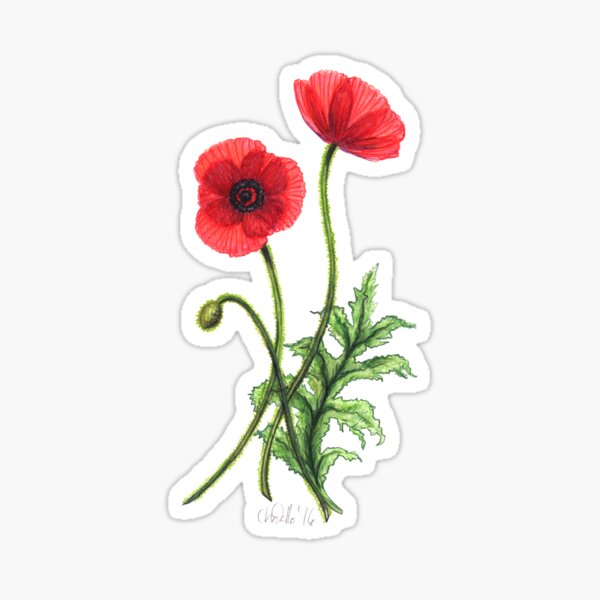 Poppies Sticker