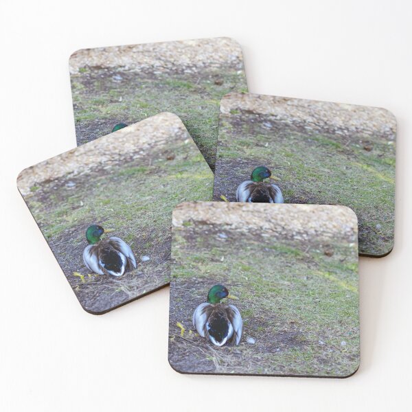 Item preview, Mallard sitting on land designed and sold by lena-maximova.