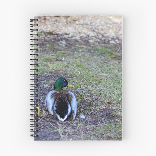 Item preview, Mallard sitting on land designed and sold by lena-maximova.