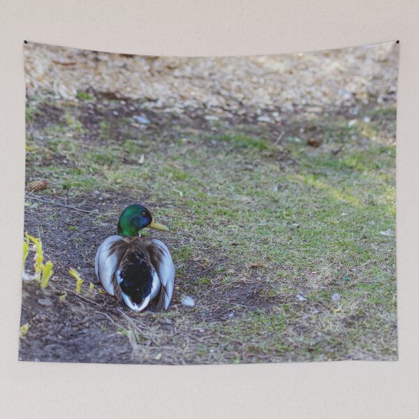 Item preview, Mallard sitting on land designed and sold by lena-maximova.