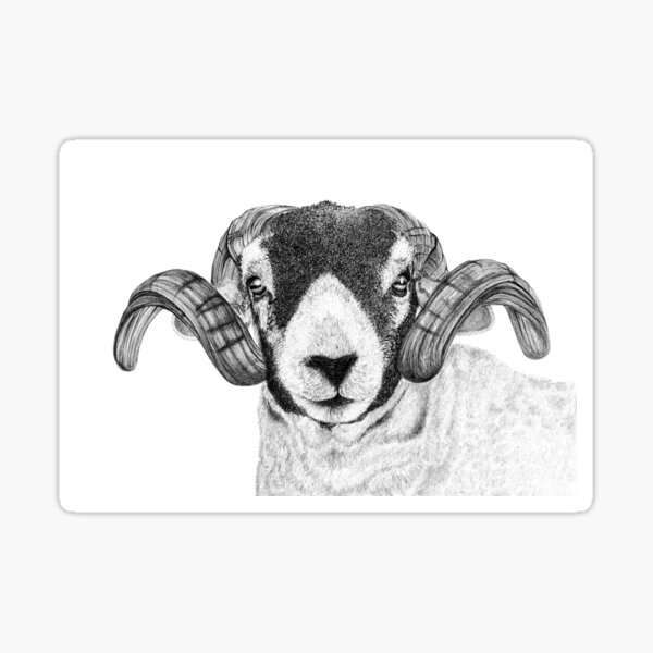 John the Sheep Sticker