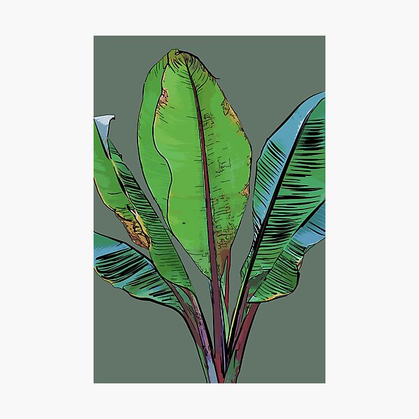 Banana Plant Photographic Print