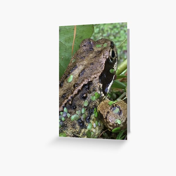 Frog Greeting Card