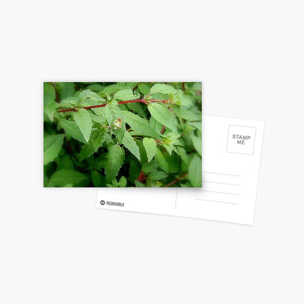 Hawthorn Sheild Bug Postcard
