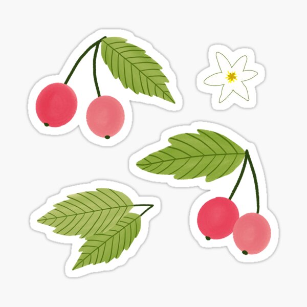 Muntingia Fruits, Flower, & Leaves Sticker