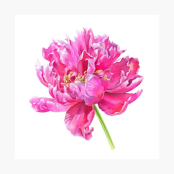 Item preview, Peony Flower - Spring Flower in Bloom designed and sold by Anna Bucciarelli.