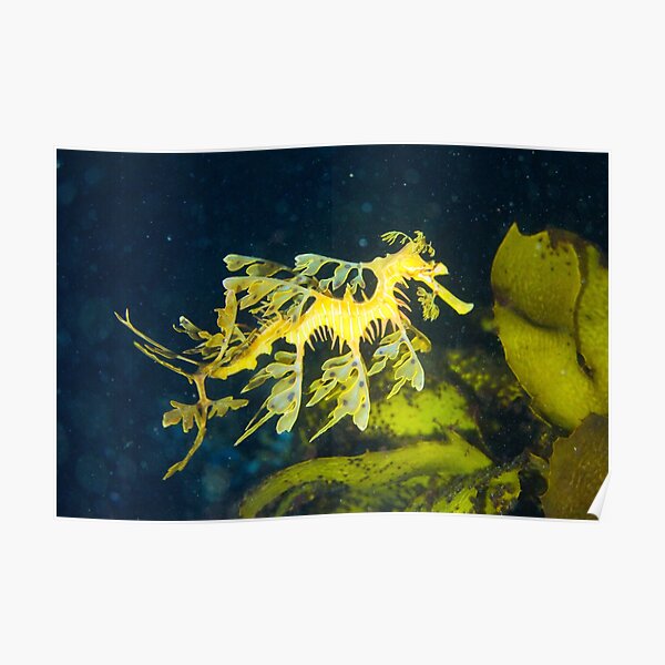 Leafy Sea Dragon Poster