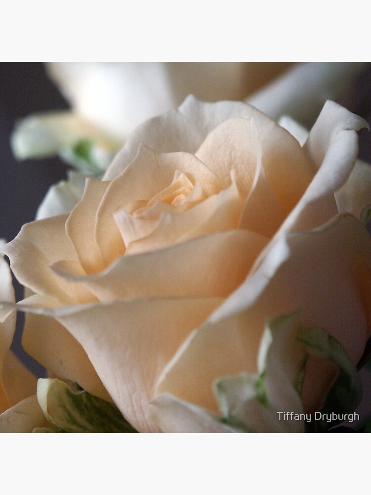 Apricots by Tiffany