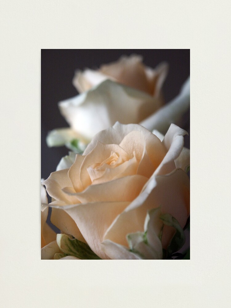 Alternate view of Apricots Photographic Print