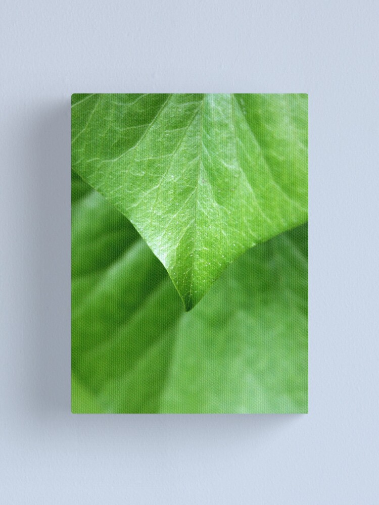 Alternate view of Ivy Canvas Print