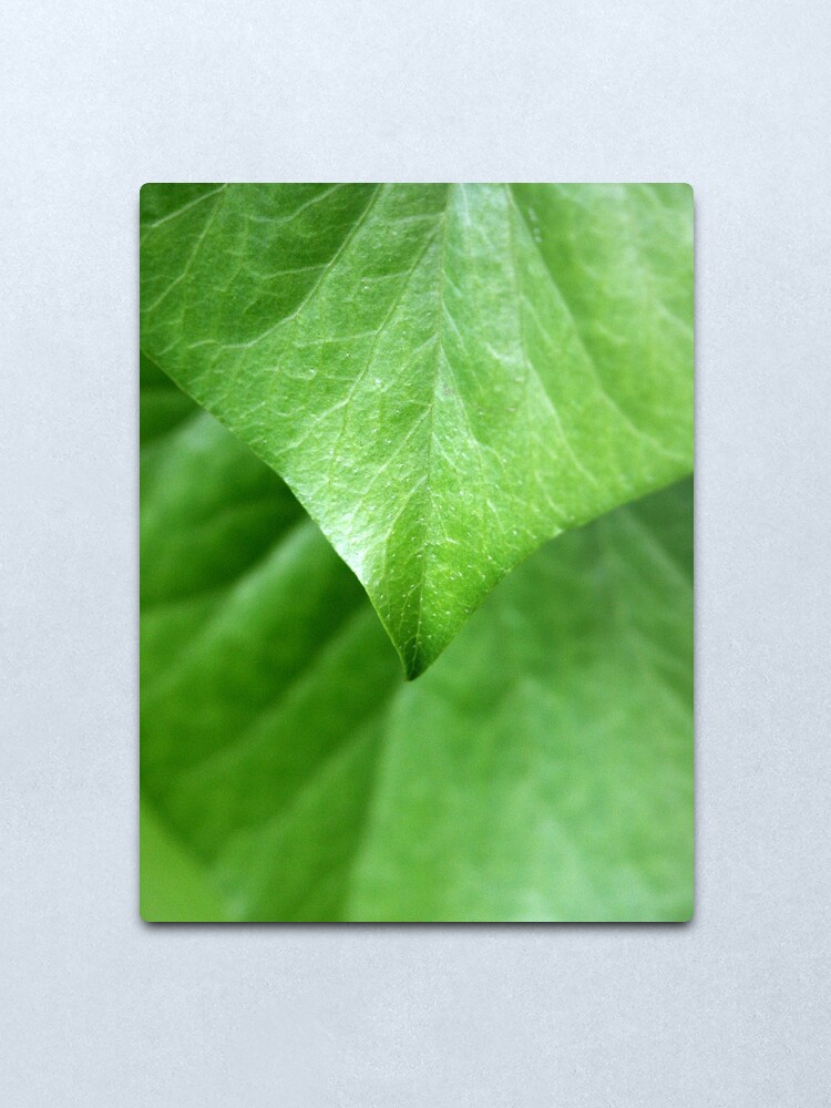 Alternate view of Ivy Metal Print