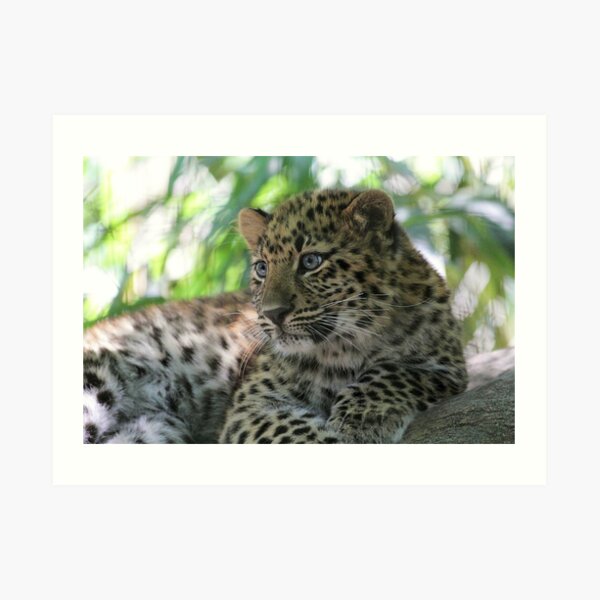 Amur Leopard Cub Art Print