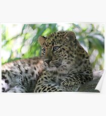 Amur Leopard Cub Poster