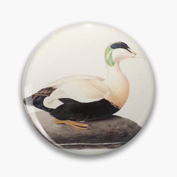 Item preview, Male Common Eider by Magnus von Wright designed and sold by Amanda1775.