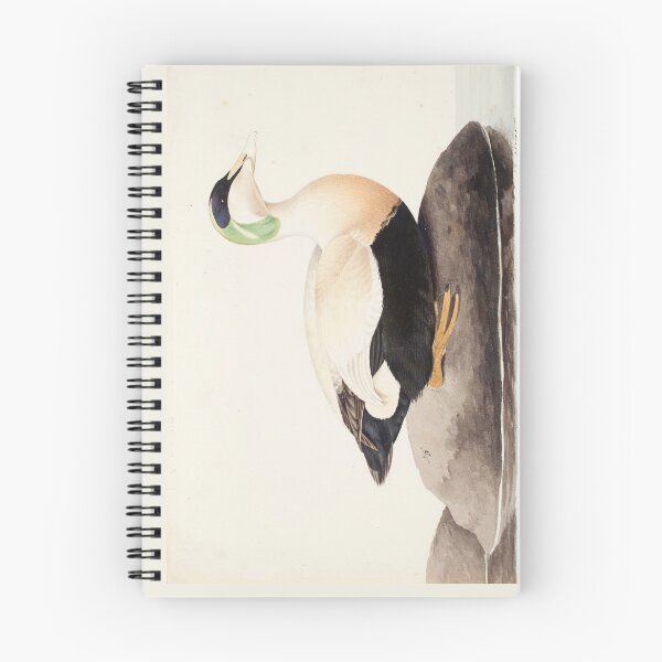Item preview, Male Common Eider by Magnus von Wright designed and sold by Amanda1775.