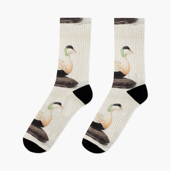 Item preview, Male Common Eider by Magnus von Wright designed and sold by Amanda1775.